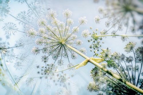 Berce du Caucase Umbelliferae