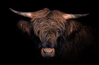 Schotse Hooglander