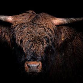 Scottish Highlander by Antoine van de Laar