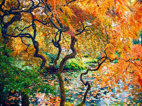 Japanese garden