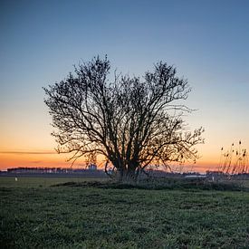 Tree at dusk by Johan Mooibroek