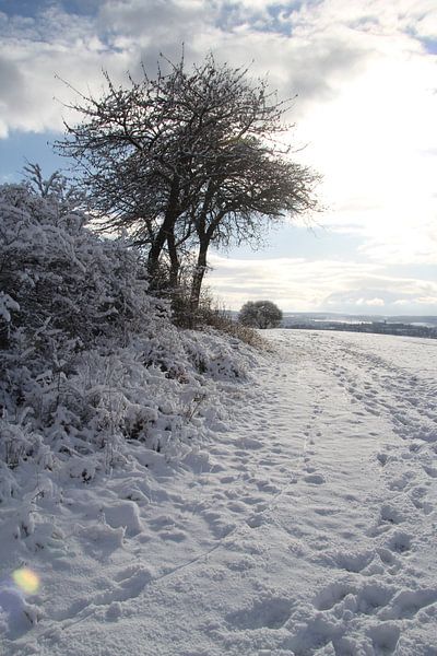 Baum mit Winterlandschaft und Sonnenlicht von Martin Flechsig