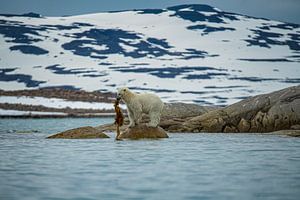 Polarbär mit Seealgen