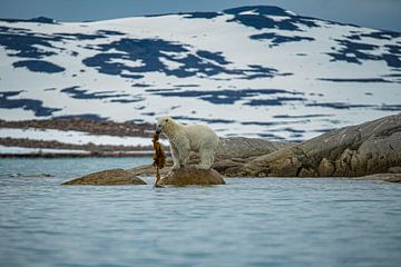 Polar bear with seaweed by Kai Müller