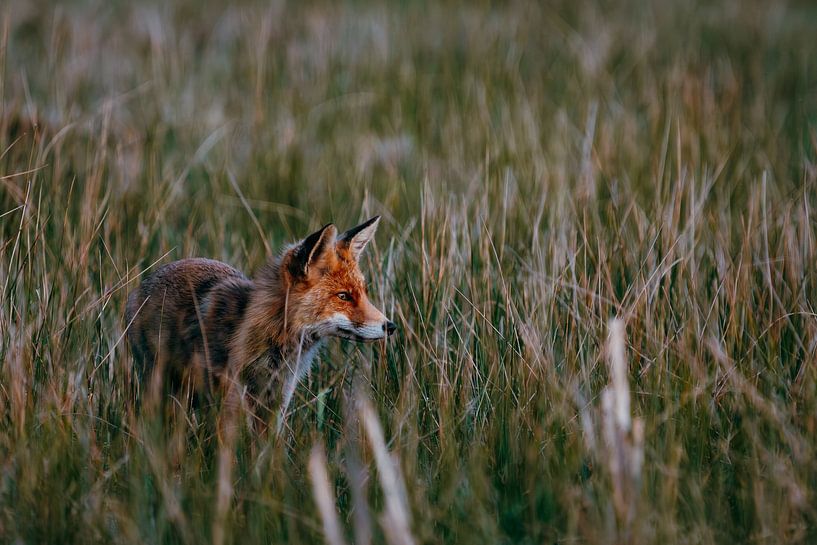 Renard Calme dans son Habitat Naturel par Dave Adriaanse - Photography
