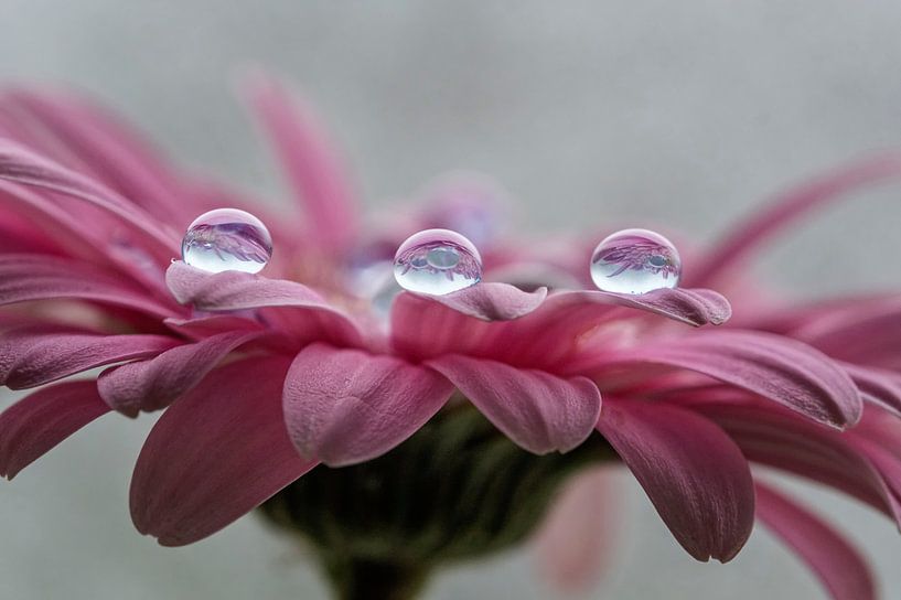 Druppels water op gerbera par Ron Meijer Photo-Art