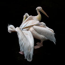 Pelicans. by Ruud Krispijn