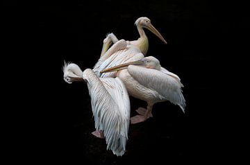 Pelicans. sur Ruud Krispijn