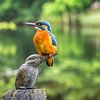Eisvogel auf Eisvogel-Statue von Frans Lemmens