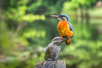 Kingfisher on kingfisher statue by Frans Lemmens