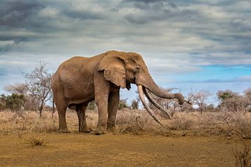 Craig, one of the last big tuskers! by Robert Kok