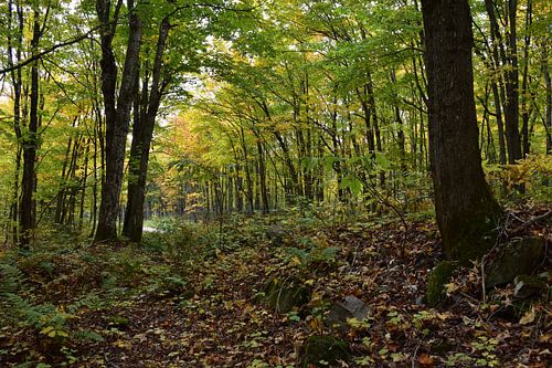 Een loofbos in de herfst