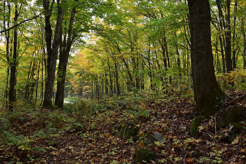 Ein Laubwald im Herbst von Claude Laprise