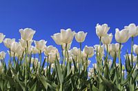 a group white tulips in a bulb field in the dutch countryside closeup with a blue sky