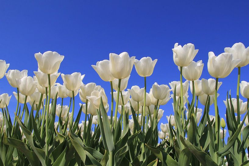 a group white tulips in a bulb field in the dutch countryside closeup with a blue sky by Angelique Nijssen