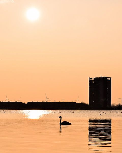 Zwaan bij zonsondergang van Kim de Been