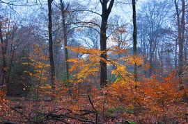 The last autumn colours in the forest by Corinne Welp