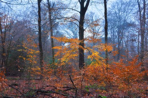 De laatste herfstkleuren in het bos
