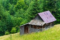 Old hut in the forest