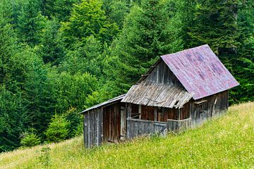 Oude hut in het bos van Jan Van Bizar