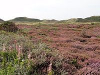 Paarse heide