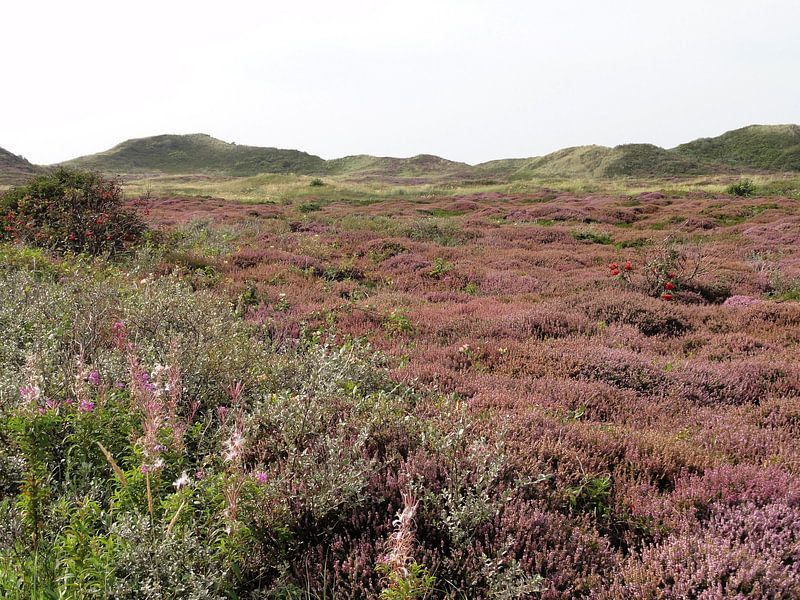 Paarse heide van Lotte Veldt