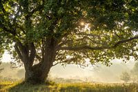 EICHE BEI SONNENAUFGANG IM SÜDLICHEN KENNEMERLAND