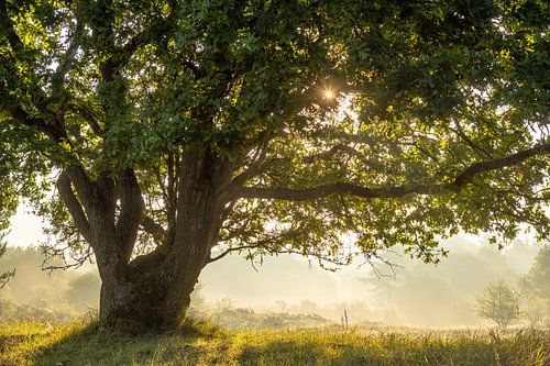 CHÊNE AU LEVER DU SOLEIL DANS LE SUD DE L'ALLEMAGNE