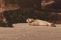 Common Seal relaxing on Scheveningen beach by Anne Zwagers thumbnail