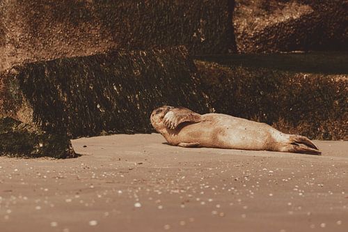 Phoque commun se reposant sur la plage de Scheveningen