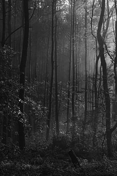Jungle Bos