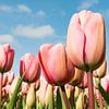 Tulpen van Sjaak Kooijman