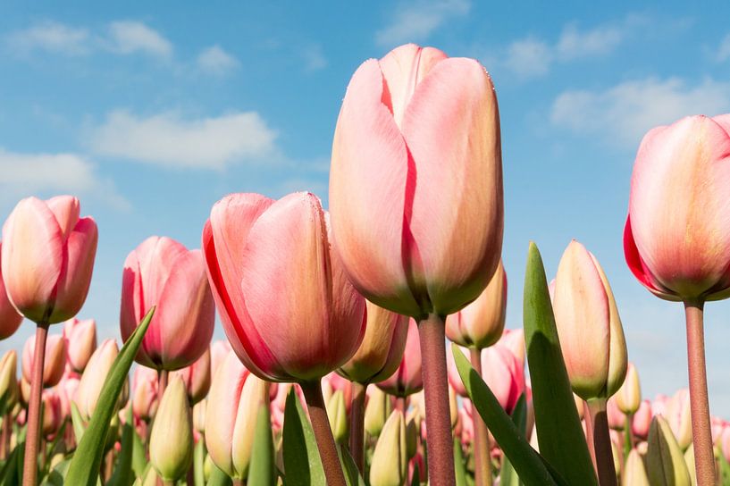 Tulips by Sjaak Kooijman
