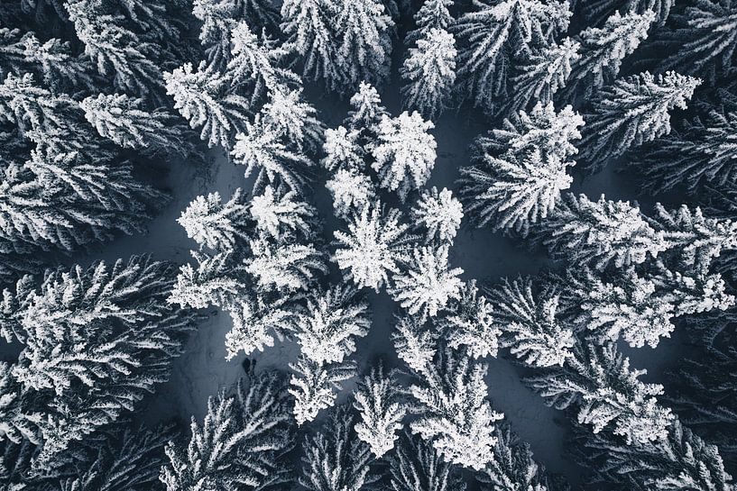 Snowy treetops by Oliver Henze