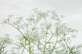 Cow parsley, Dutch side along roadsides 2 by Jaap Tanis