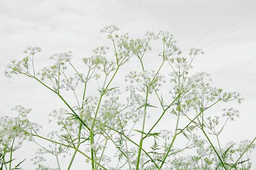 Persil de vache, la dentelle hollandaise le long des routes 2