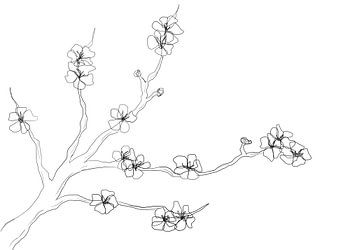 Ink drawing cherry blossom black and white.