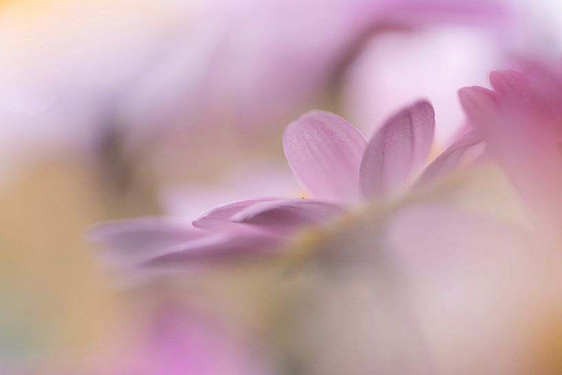 Lueur violette par Elke Braet