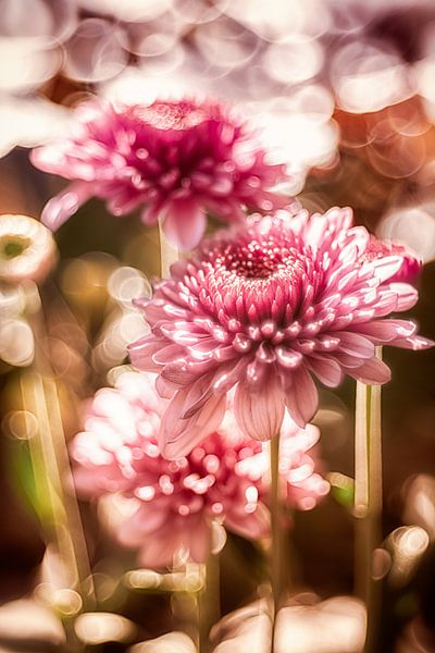 Asters in de zon van Nicc Koch