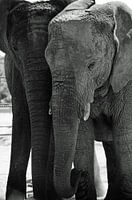 Black and white elephants