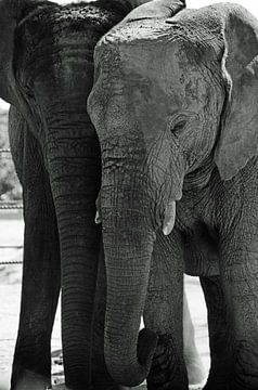 Schwarze und weiße Elefanten von Ellinor Creation
