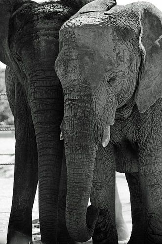 Black and white elephants