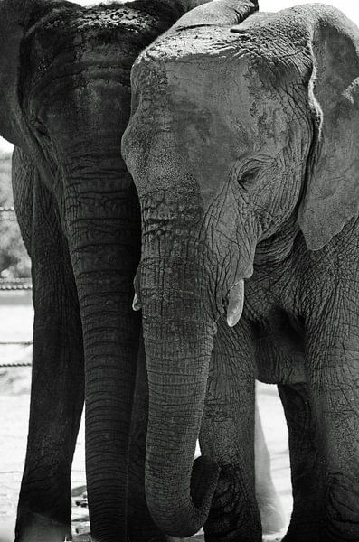 Éléphants noirs et blancs par Ellinor Creation