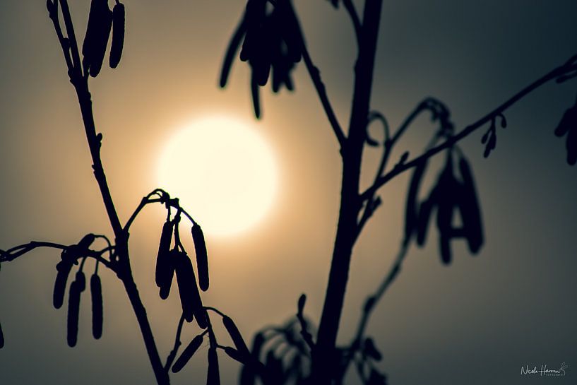Sunny Simplicity by Nicole Harren