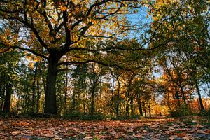 Farbenfroher Wald