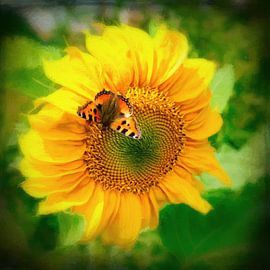 tournesol avec papillon sur eric van der eijkj