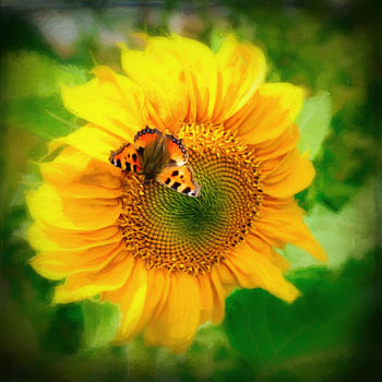 tournesol avec papillon