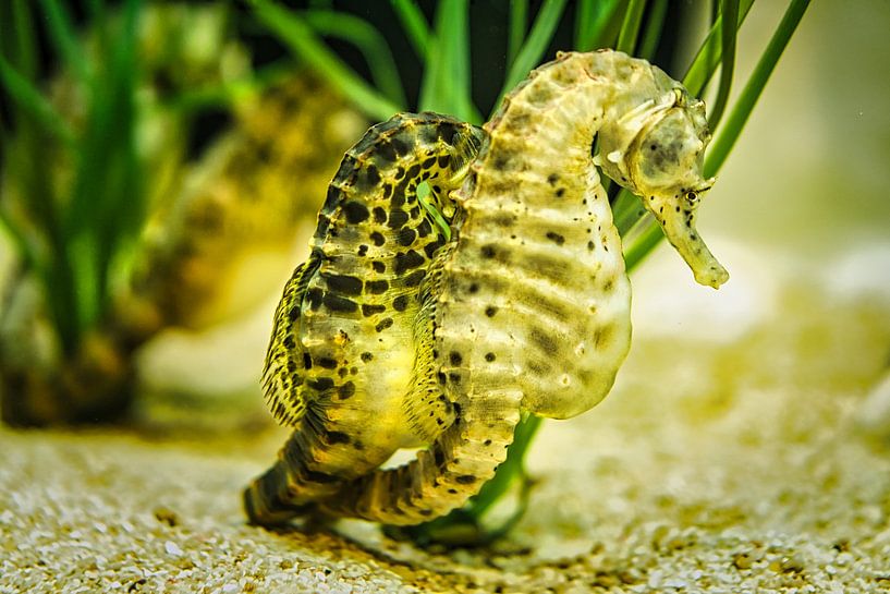 Een paar zeepaardjes in het zeegras van Martin Köbsch