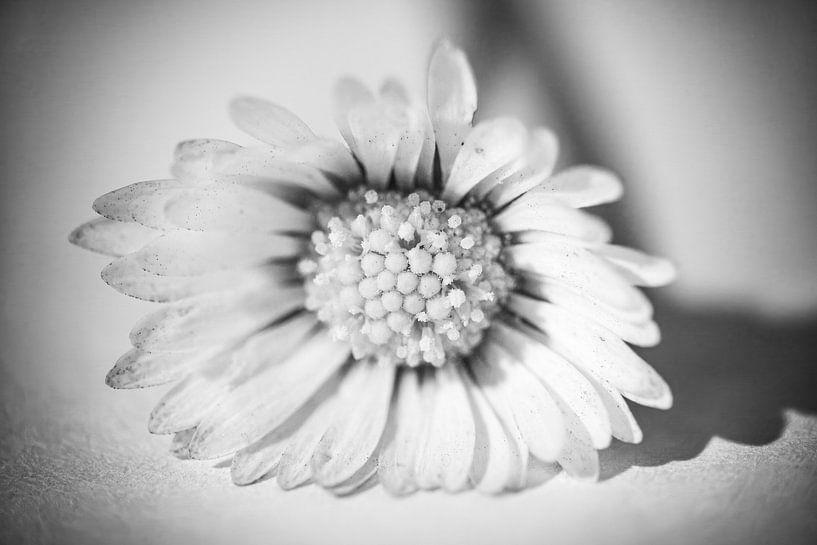 Gänseblümchen von Wilma Hoeve