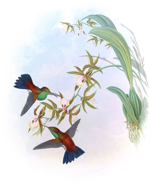 Erythronote, John Gould par Hummingbirds